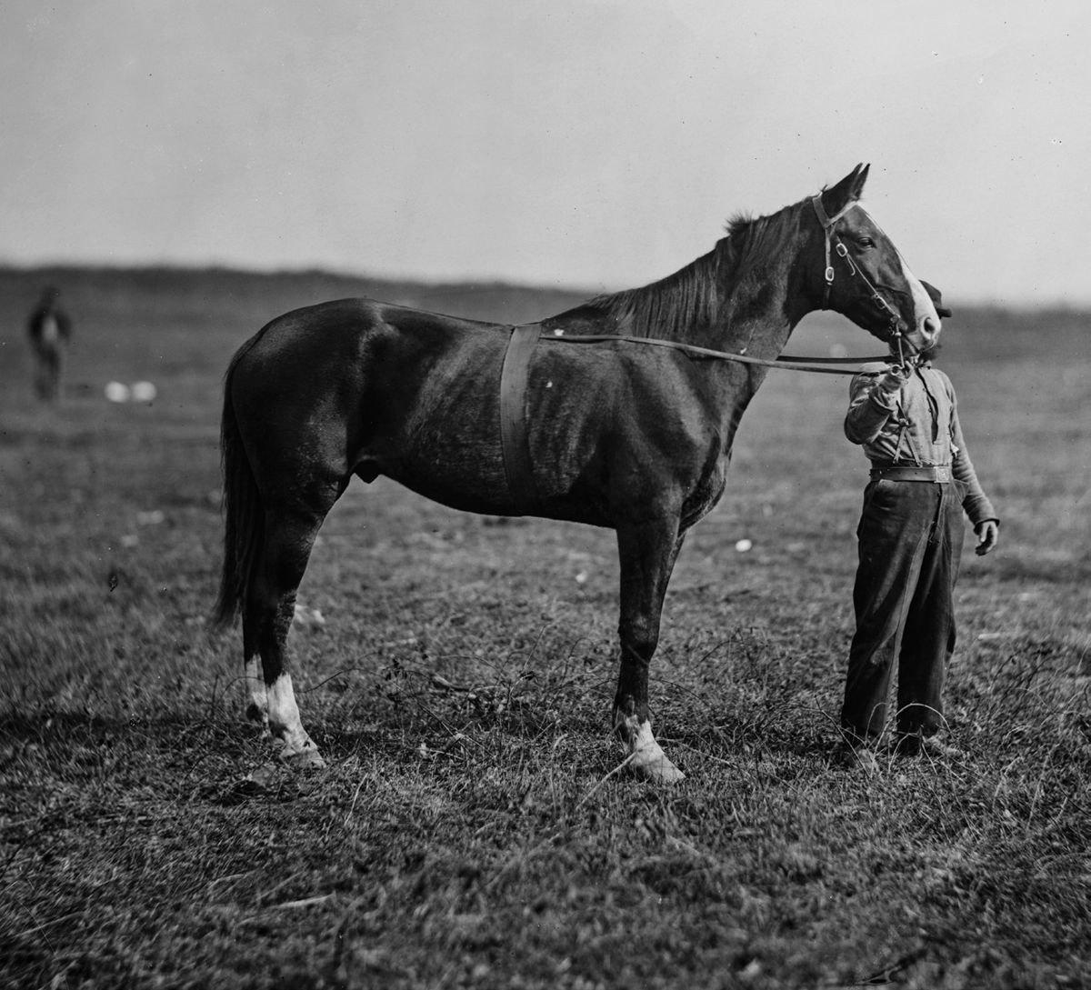 Gen. George G. Meade’s horse Baldy. Library of Congress.