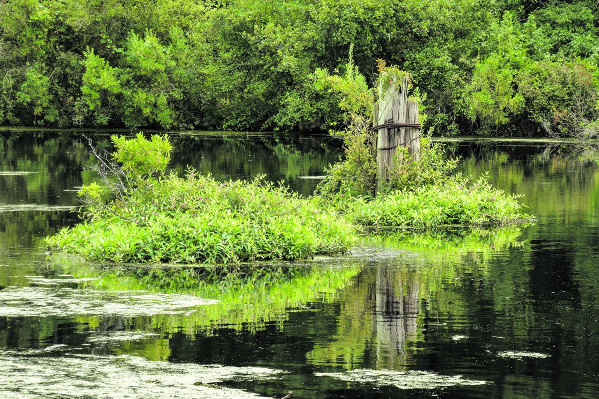 The Dismal Swamp Canal ran for 22 miles between South Mills, North Carolina, and Deep Creek. Today a nature trail runs parallel to the Dismal Swamp Canal and US Route 17. Photo by Bob Ruegsegger.