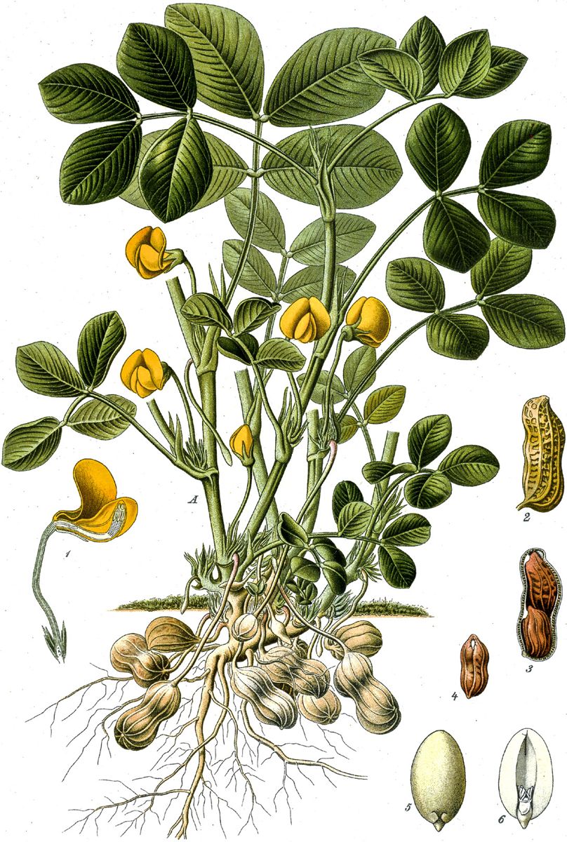 The Unfinished Fight Peanuts and Parched Corn — lead photograph from the original article
