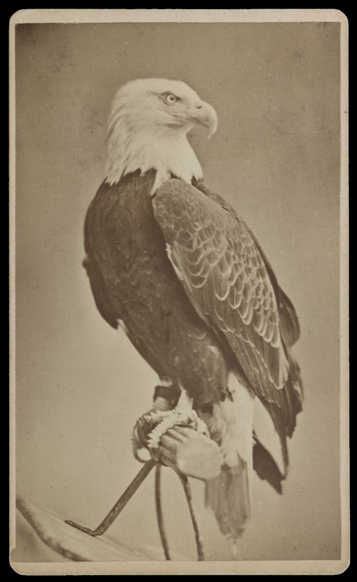Soldier Pickups Part I Old Abe — photograph 12 from the original article